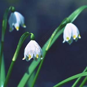 颜色美丽的春雪花朵白胡萝卜球根状白芨图片