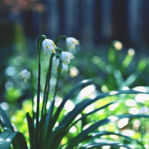 细节芽美丽的春雪花朵白胡萝卜颜色图片