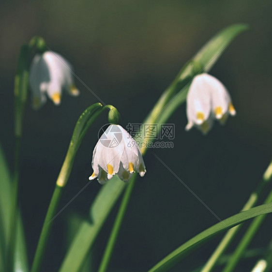 美丽的春雪花朵白胡萝卜早期的开植物群图片