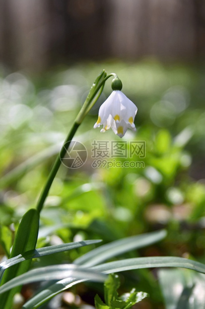 白色的叶子团体美丽春雪花朵白胡萝卜图片