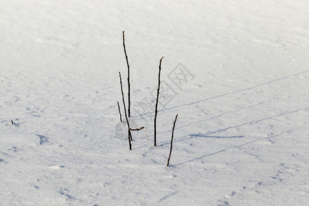 花的美丽冬季雪和地漂浮在寒冷的草原上冬青中干燥的草枝在积雪和地底边缘图片