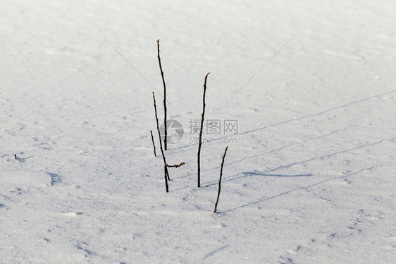 花的美丽冬季雪和地漂浮在寒冷的草原上冬青中干燥的草枝在积雪和地底边缘图片