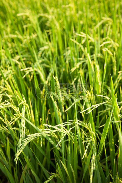 生的在稻田里的米粒在大自然的田野里鲜绿夏天场地图片
