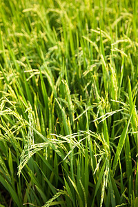 场地种植园在稻田里的米粒在大自然的田野里鲜绿亚洲图片