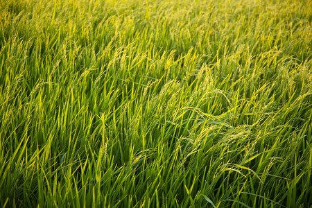 黄色的叶子泰国在稻田里的米粒在大自然的田野里鲜绿图片