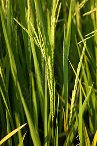 白饭粮食在稻田里的米粒在大自然的田野里鲜绿草地图片