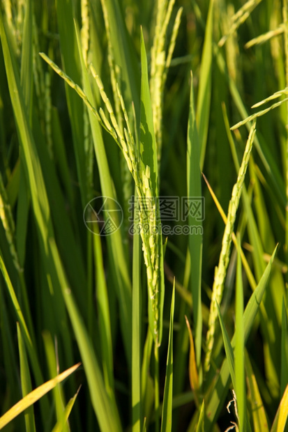 白饭粮食在稻田里的米粒在大自然的田野里鲜绿草地图片