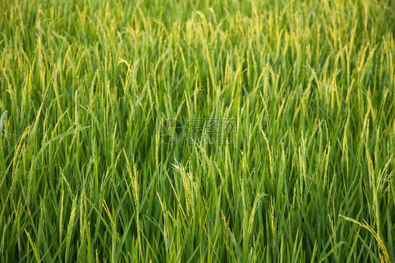 粮食在稻田里的米粒在大自然的田野里鲜绿成熟图片