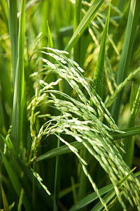 在稻田里的米粒在大自然的田野里鲜绿亚洲人植物夏天图片