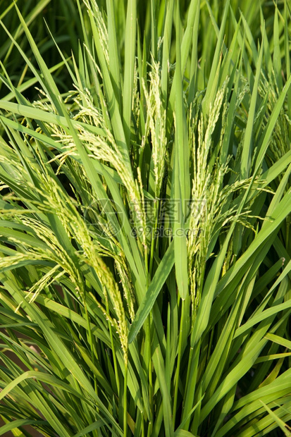 在稻田里的米粒在大自然的田野里鲜绿植物金子景观图片