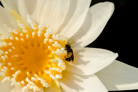 白莲花蕊上的蜜蜂图片