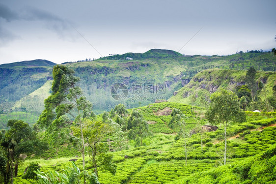 鼓舞人心的锡兰茶叶种植园环境森林图片