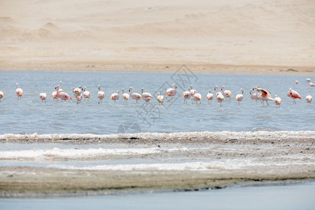 海洋美国喵秘鲁帕拉卡斯保留地FlamingosChilenos图片