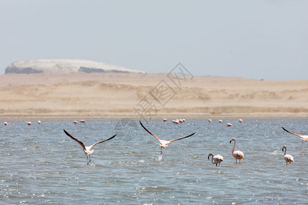 秘鲁帕拉卡斯保留地FlamingosChilenos海滩预订太平洋图片