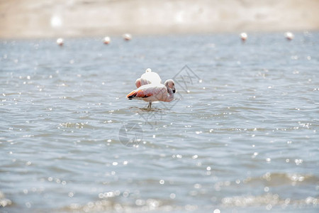 独立粉色的秘鲁帕拉卡斯保留地FlamingosChilenos宏伟图片