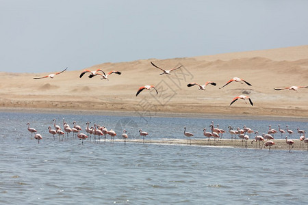 景观海滩秘鲁帕拉卡斯保留地FlamingosChilenos独立图片
