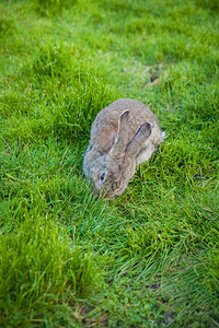 花园玩耍的兔子图片