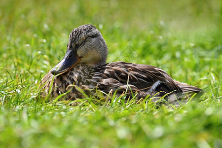 小鸭子在池塘旁的小鸭子雀鸟野宠物翅膀阿纳斯图片