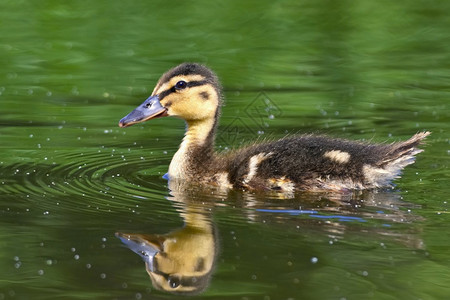 快乐的凫农场一只小鸭子在池塘上漂浮的小鸭子图片