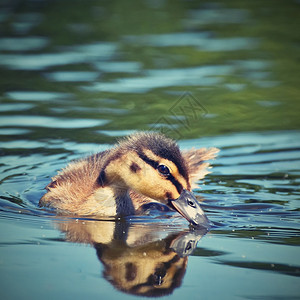宠物家禽一只小鸭子在池塘上漂浮的小鸭子羽毛图片