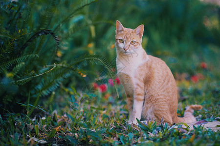 伴侣猫咪毛皮后院花园的小橙色可爱猫图片