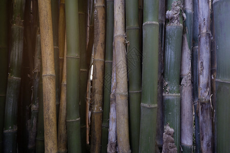 绑定东方的老竹木背景纹理图案图片