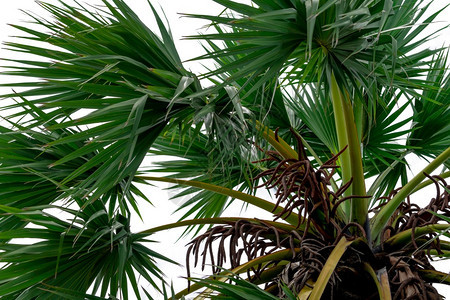 新鲜的户外Borassusflablifer树和在白色背景上隔离的绿叶糖棕榈自然形态棕榈树植和农林物种果树液图片