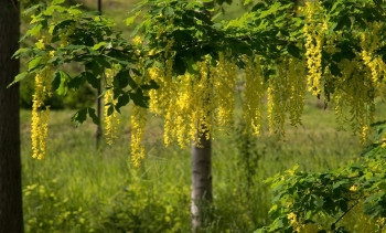 花朵园天空6月在瑞典哈宁格Haninge的天然树和红花叶上图片