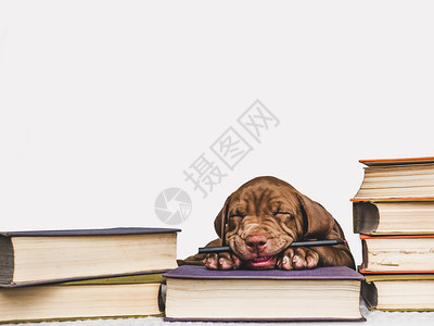 学生可爱迷人的小狗和复古书籍工作室照片特写孤立的背景工作室照片顾教育培训和饲养动物的概念可爱小狗和复古书籍工作室照片甜的棕色图片