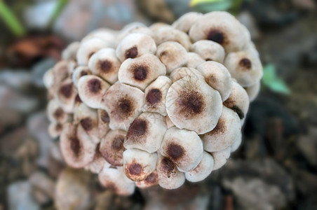 素食主义者用有很多大型木蘑菇有真菌生长的蘑菇树上满是蘑菇背景的户外图片