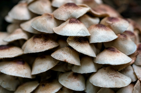 美丽食用有很多大型木蘑菇有真菌生长的蘑菇树上满是蘑菇背景的户外图片