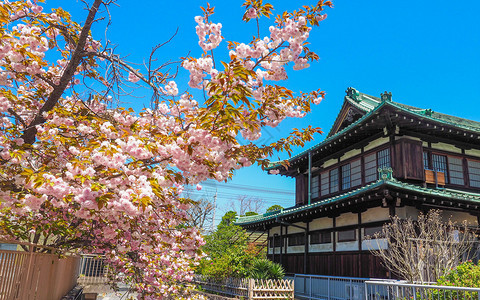 场景季节神道传统日本建筑在内良有樱花的图片