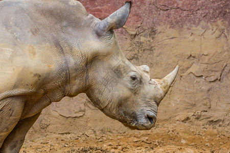 鼻子质地物种喇叭有血的大型白犀牛头部的侧面视图设计图片