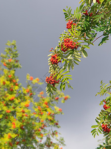 红色的八月天空蓝色和云彩上红熟浆果和绿叶子的连形树枝分支奥卡帕利亚图片