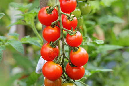 花园里的樱桃有机西红柿准备在花园里收割樱桃有机西红柿准备收割束生的番茄图片