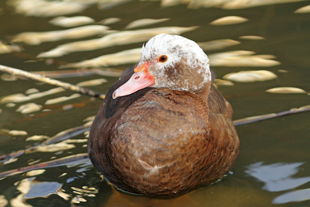 温血的脊椎动物常设在水上食用鸭子cairinamoschata图片