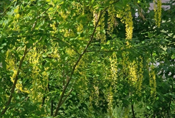 美丽开花6月在瑞典哈宁格Haninge的天然树和红花叶上夏令图片