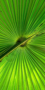 辉光植被用于背景纹理的绿风扇棕榈叶郁葱图片
