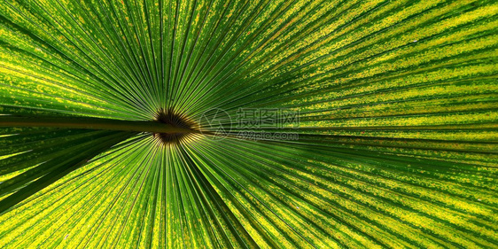 细节用于背景纹理的绿风扇棕榈叶径向绿色图片