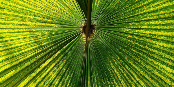 用于背景纹理的绿风扇棕榈叶郁葱泰国几何的图片