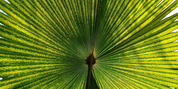 用于背景纹理的绿风扇棕榈叶质地自然光学的图片