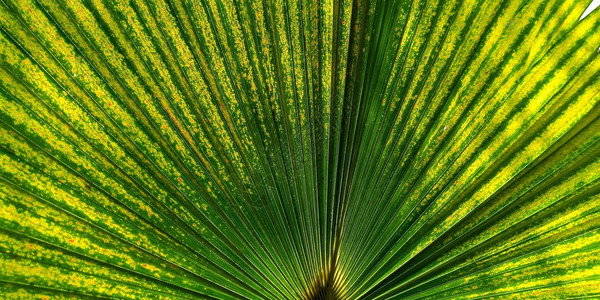 用于背景纹理的绿风扇棕榈叶容光焕发平坦的自然图片