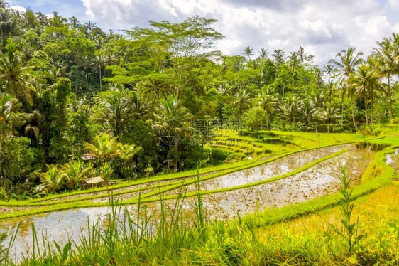 热情洋溢丛林森尼天气环绕的稻田荒地农场印度尼西亚图片