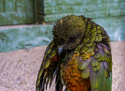 地位干净的Kea鹦鹉羽毛开始膨胀来自新西兰的高山鹦鹉濒危鸟类高地图片