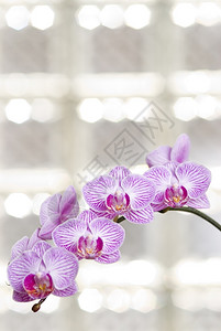 玻璃窗中闪亮的兰花朵阳光明亮玻璃窗里有光芒花束新鲜的紫色图片