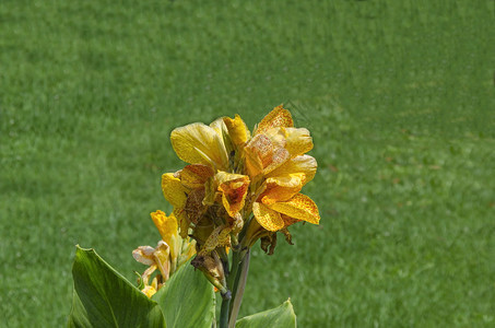 美人蕉保加利亚索非野外的橘子罐花公平的植物学图片