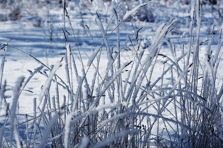 薄片雪冷若冰霜冬季背景草地上的清晨霜冻图片