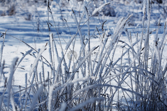 薄片雪冷若冰霜冬季背景草地上的清晨霜冻图片