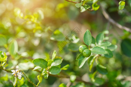 农业近距离的绿色柠檬在树上生长在花园背景中收获柑橘水果分支夏天图片
