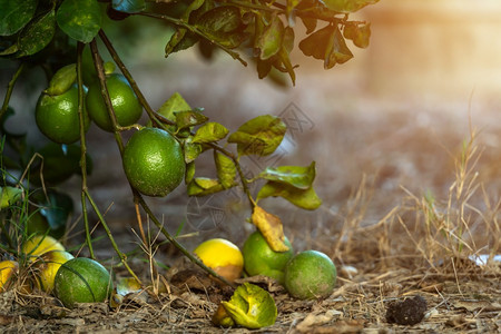 近距离的绿色柠檬在树上生长在花园背景中收获柑橘水果食物青柠天图片